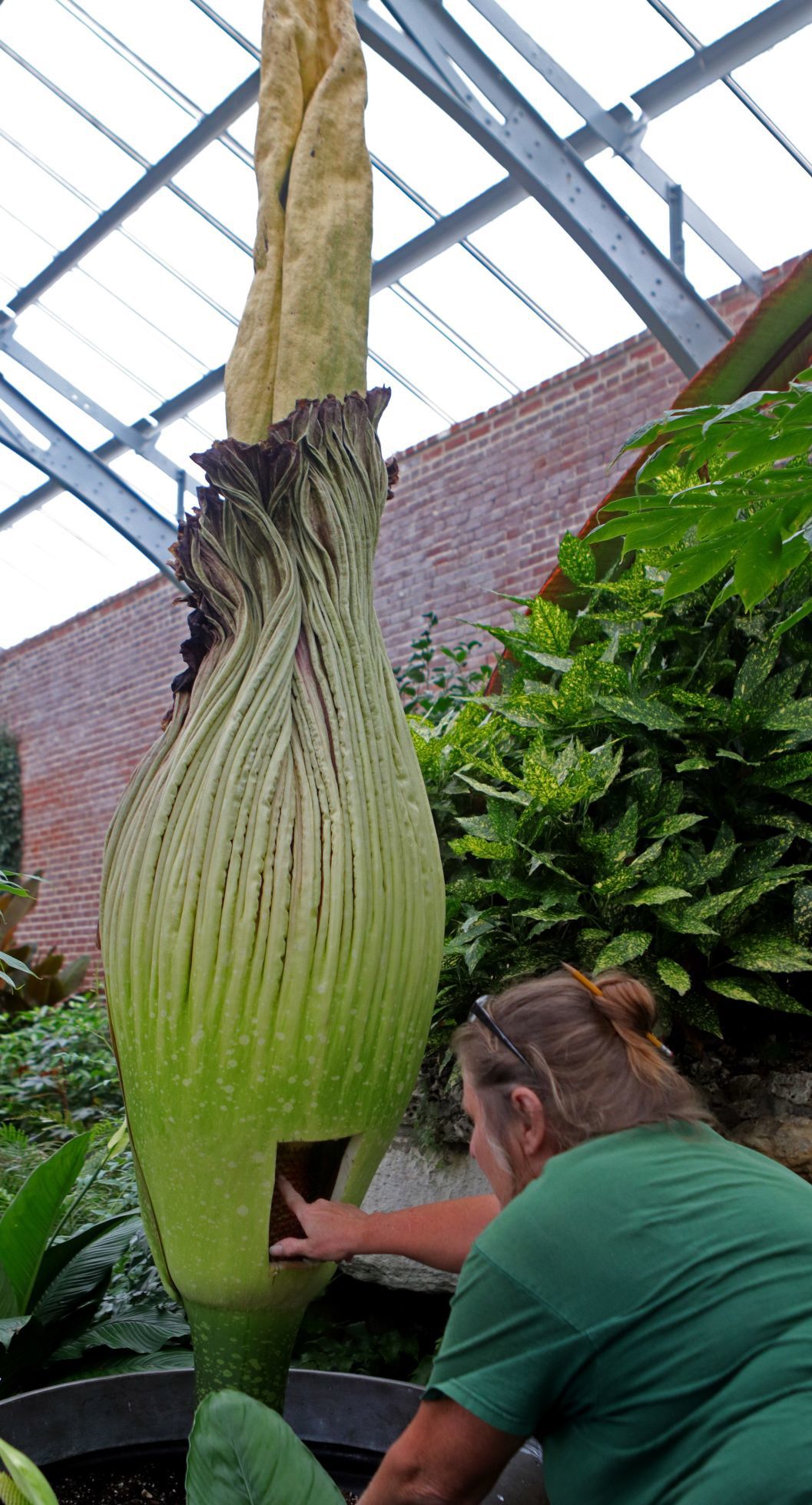Corpse flower at MoBot will not bloom